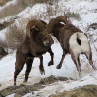 bighorn sheep