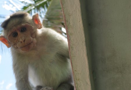 Cute Baby - apes, monkeys, primates, monkey