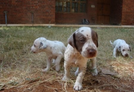 Puppy - dalmation, grass, puppy, three