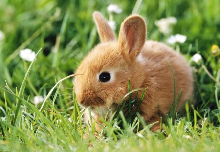 Rabbit - rabbit, pet, africa, jungle, forest, wild