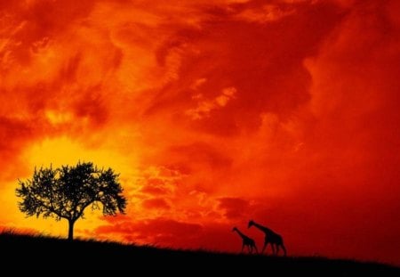 Giraffes - sunset, yellow, giraffes, red, vector, orange, silhouettes, tree