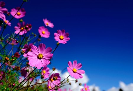 Beautiful Flowers - beauty, field of flowers, sky, peaceful, flowers field, field, pretty, petals, clouds, green, pink flowers, grass, pink petals, lovely, nature, beautiful, pink, splendor, colors