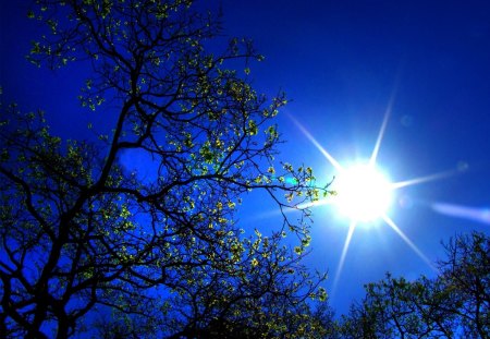 STILLNESS - sky, tree, blue, sun