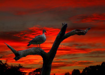 MOODS - bird, red, tree, sky