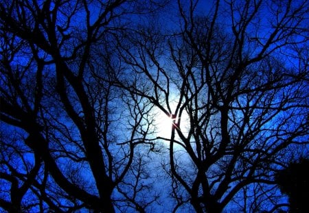 EARIE STILLNESS - branches, blue, sun, sky