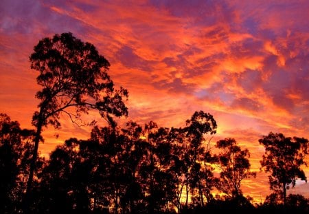 RED SUNSET - black, trees, red, sky