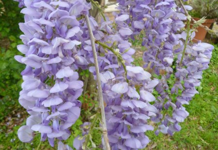 Gorgeous Wisteria