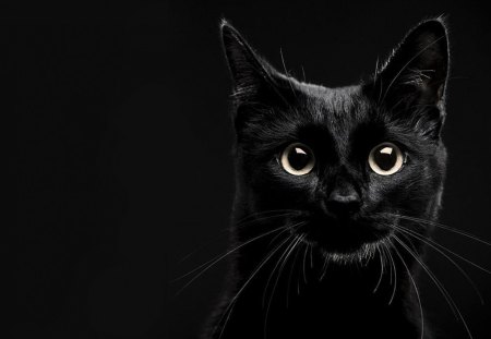 Lucky Black Cat - black, eyes, whiskers, cat