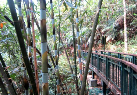 Bamboo forest bridge - forest, bamboo, hiking, bridge