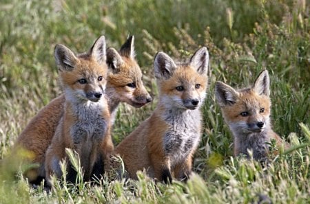 *** Fox Family *** - zwierzeta, rude, ladowe, lisy