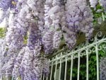 WISTERIA