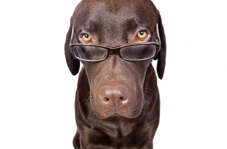 *** Dog with glasses ...? *** - smieszne, pies, okulary, zwierzeta