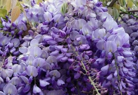 PURPLE  WISTERIA - wisteria, glycine, flower, fence