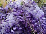 PURPLE  WISTERIA