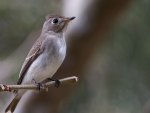 *** Bird on branch ***