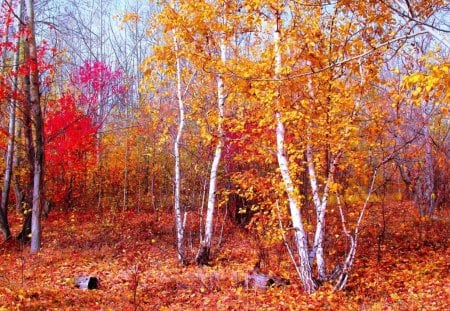 *** Autumn in forest *** - las, natura, drzewa, jesien