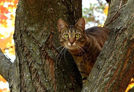 *** A clever cat in a tree *** - kot, koty, drzewo, zwierzeta