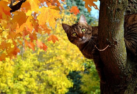 *** Cat on autumn tree *** - zwierzeta, jesienne, koty, drzewo