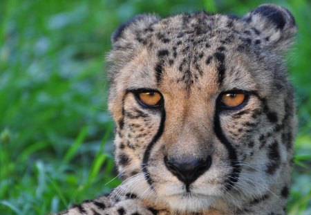 CHEETAH - cheetah, cats, gepard, raubtiere