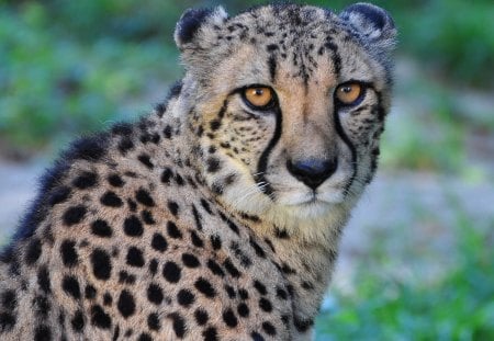 cheetah