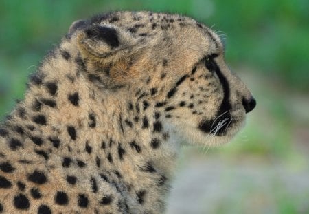 cheetah - raubtiere, gepard, cheetah, cats