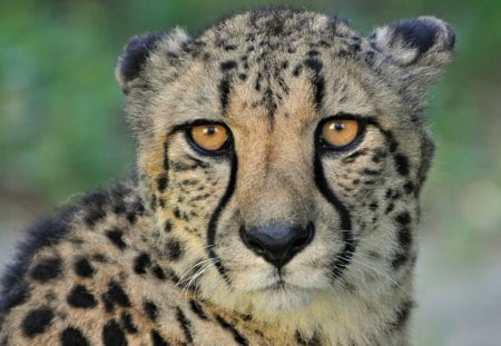 cheetah - cheetah, cats, geparden, raubtiere