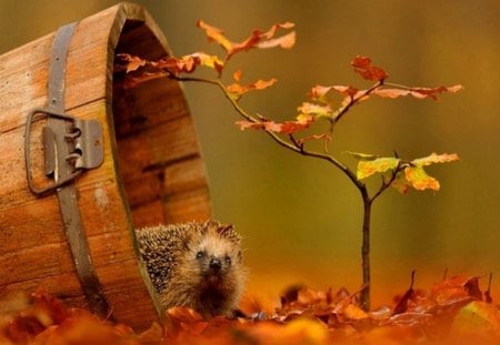 HEDGEHOG - autumn, wooden bucket, fall, fall leaves, hedgehog, leaves, tree