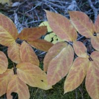 yellow leaves