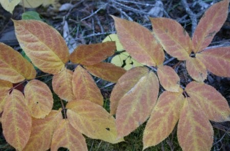 yellow leaves - brown, forests, yellow, photography, leaves, green, grass