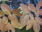 yellow leaves