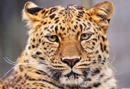 Leopard with a Bored Look