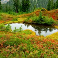 Mountain wildflowers