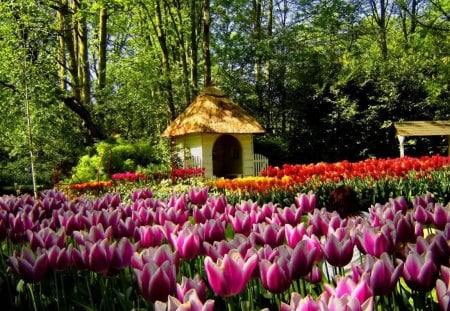 Tulips in front of cottage - summer, forest, beautiful, cottage, harmony, cabin, grass, countryside, field, nature, colorful, pink, greenery, meadow, pretty, tulips, flowers, spring, delight, nice, lovely, house, trees, colors, green