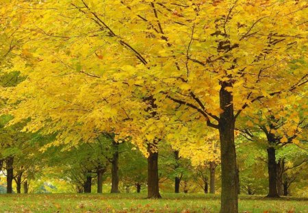 *** Autumn in the park *** - natura, drzewa, park, jesien