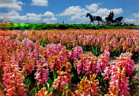 Pink journey - summer, beautiful, harmony, grass, journey, field, floral, nature, cart, horse, delicate, pink, meadow, pretty, flowers, sky, nice, clouds, lovely, trip