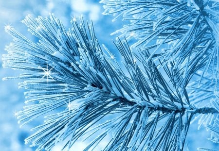 Frosted Winter Pine - sparkle, winter, blue, snow, frosty, icy, tree, ice, snowing, spruce, pine, cold, frost