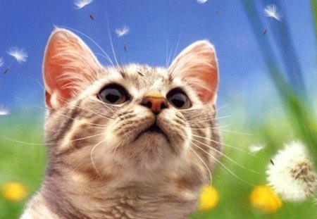 MESMERISED - flowers, pets, seeds, dandelions, fields, cats, animals