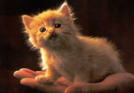 A PALMFUL OF KITTY - tabby, hands, tiny, kittens, pets, babies, ginger