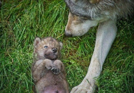 I Just Wanted To Play, Mom - cub, animals, painting, wolf