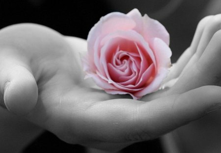 ANOTHER ROSE FOR YOU - rose, flower, hand, pink