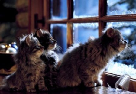 WAITING THE SPRING - frost, winter, window, cat