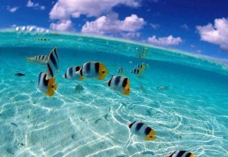 Colorful Fish Enjoying This Clear Pool - colorful, water, nature, blue, pool, clear, fish, animals