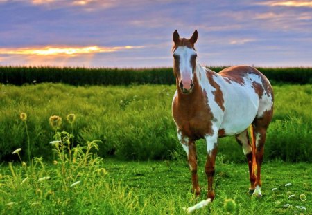 *** The horse in the meadow *** - konie, laka, kon, zwierzeta