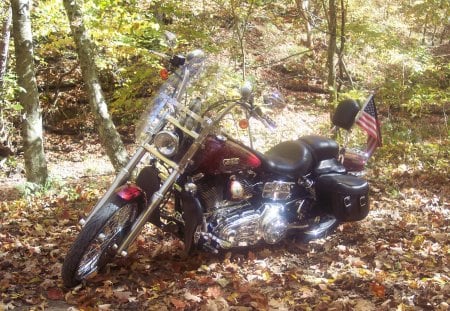 bike in woods - harley, fun, nice, motorcycle