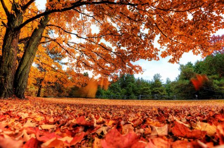 Maple Tree - fall, tree, autumn, maple