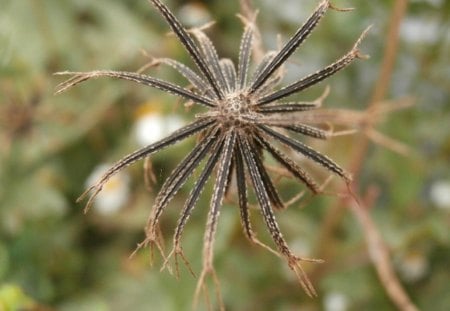 sleep of the seeds - fall, winter, woody, autum