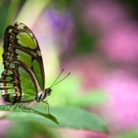 Pretty Green Malachite Butterfly