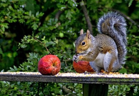 *** Squirrel *** - zwierzeta, ladowe, szara, wiewiorka