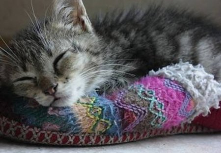 Sleeping Kitty - cat, animal, pillow, interior