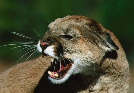 Cougar Snarls - animal, teeth, cougar, big cat